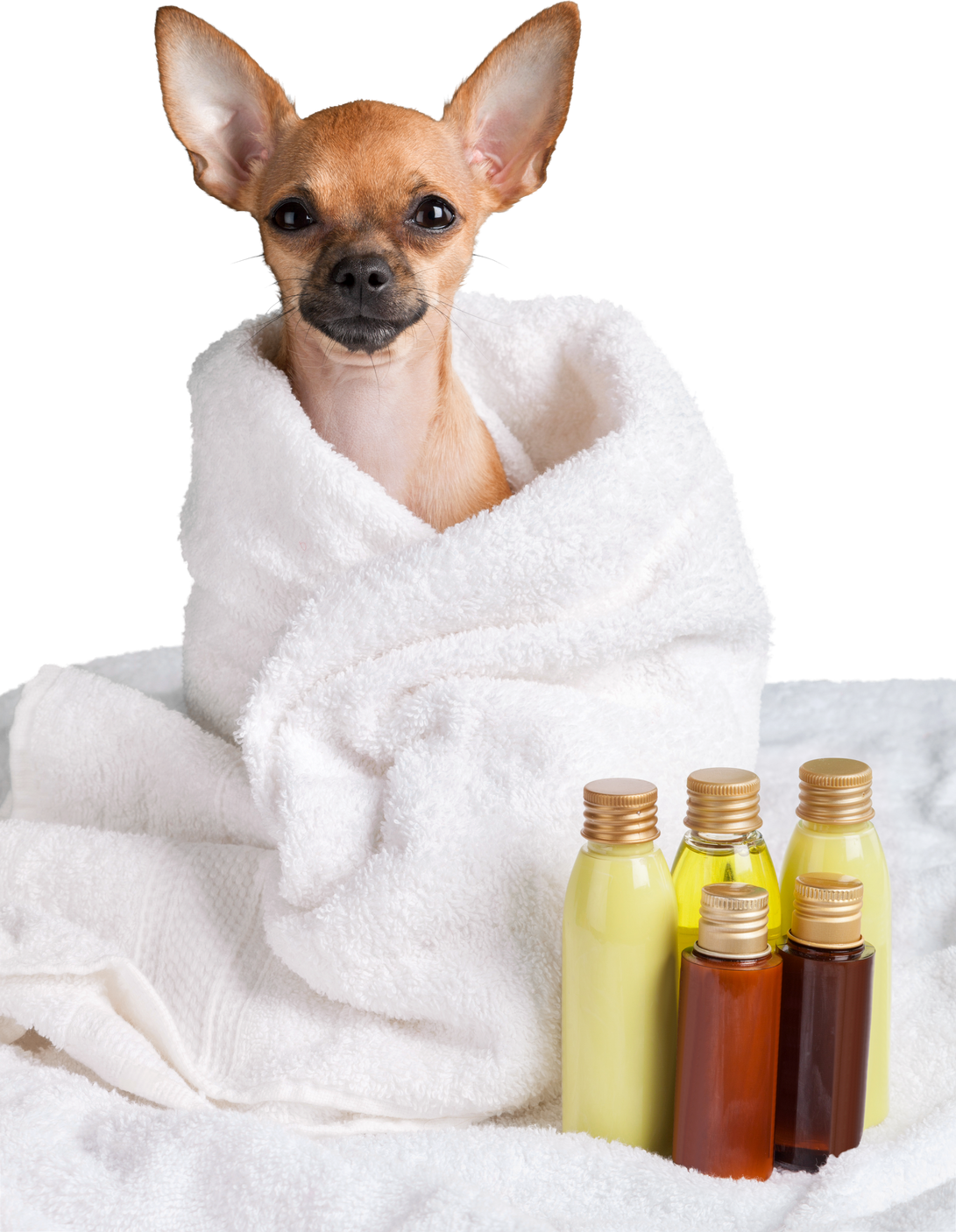 Chihuahua in Dog Spa